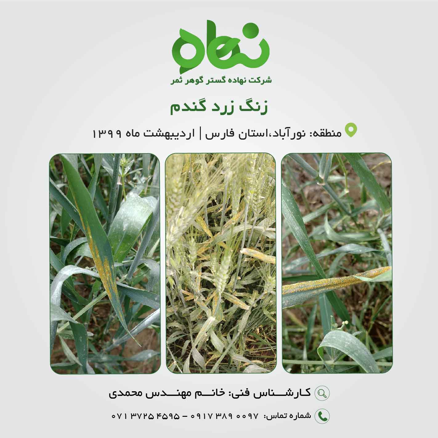 بیماری زنگ زرد گندم